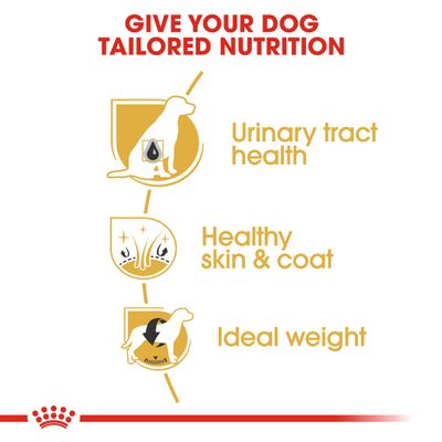 Royal Canin Bichon Frize Ενήλικας