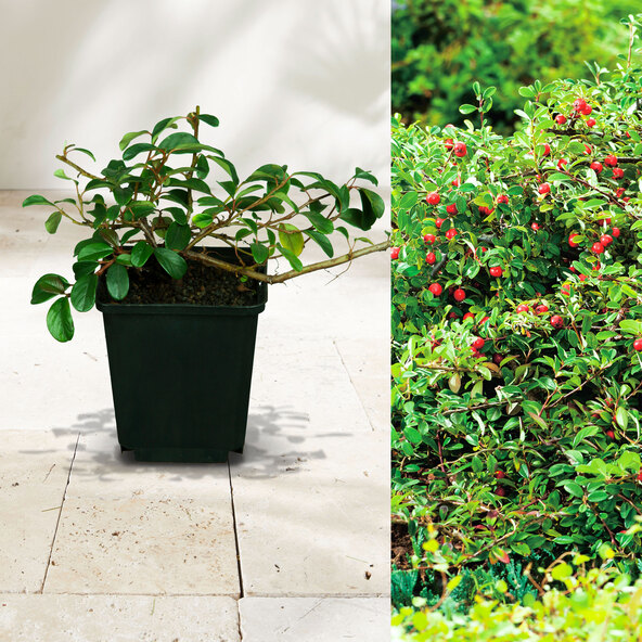 Tapijt van cotoneaster en eikenhout, set van 9