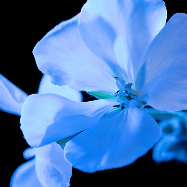Y-män