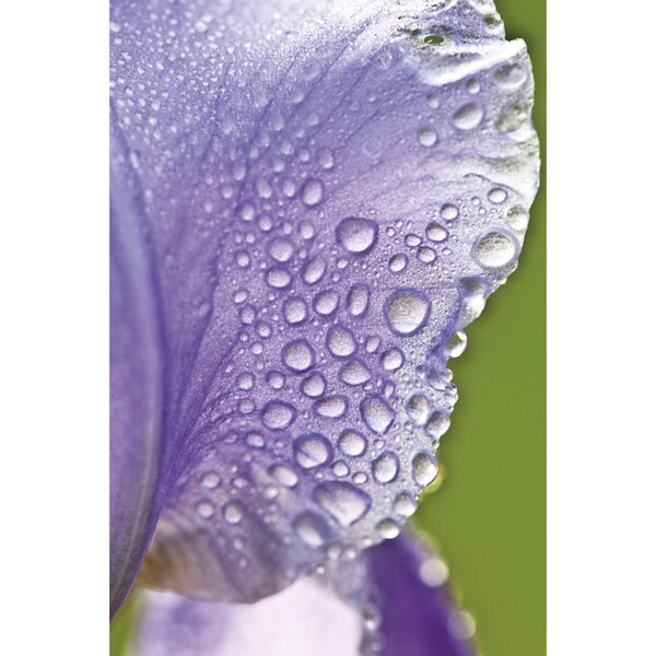 Weleda Iris Balancing dnevna krema<br>30 ml, normalna i suha koža