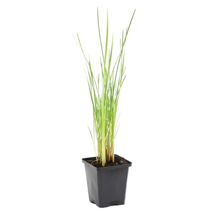 Typha latifolia - Junco - Planta de estanque - Resistente - D9 cm - H15-25 cm