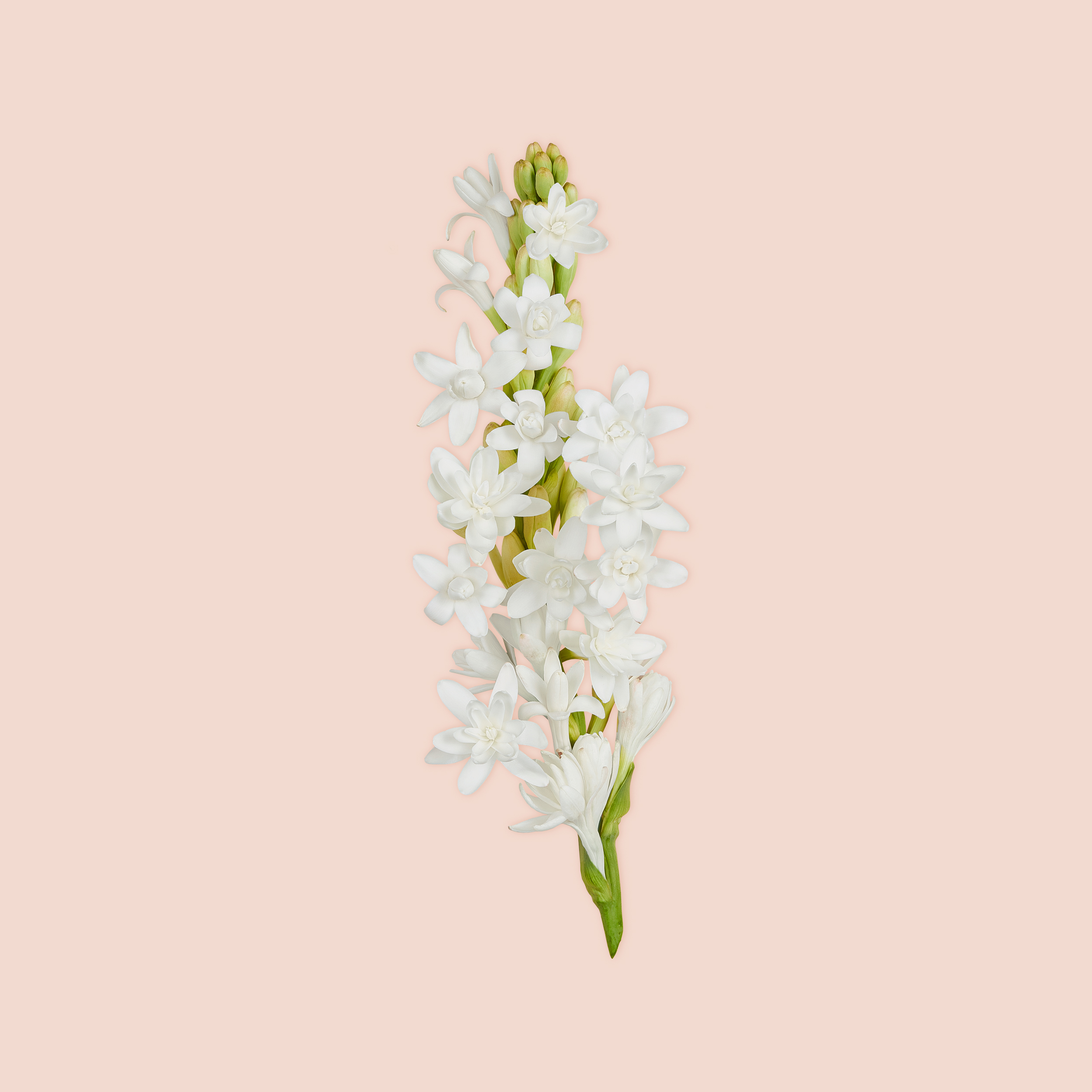 Gucci Bloom Parfem za žene Ženski parfemi