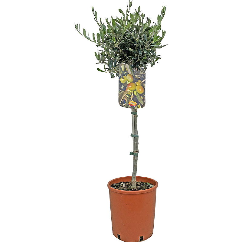 Olivenbaum P19, am Stamm, Olea Europaea