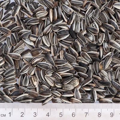 Graines de tournesol Lillebro pour oiseaux sauvages