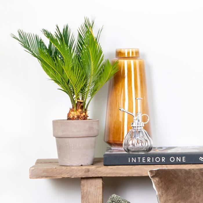Cycas Revoluta - Palmera de la paz - Palmera - Bajo mantenimiento - Diámetro 12 cm - Altura 30-40 cm