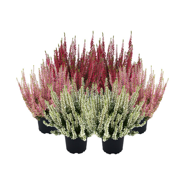 Σετ 6 τεμαχίων Knospenheide Gardengirls®