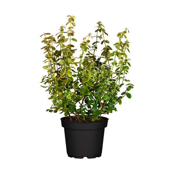 Ατρακτοειδές δέντρο Euonymus Fortunei, κίτρινο