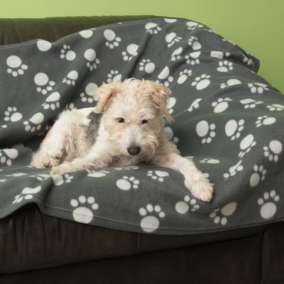 Pawty-fleecepeitto