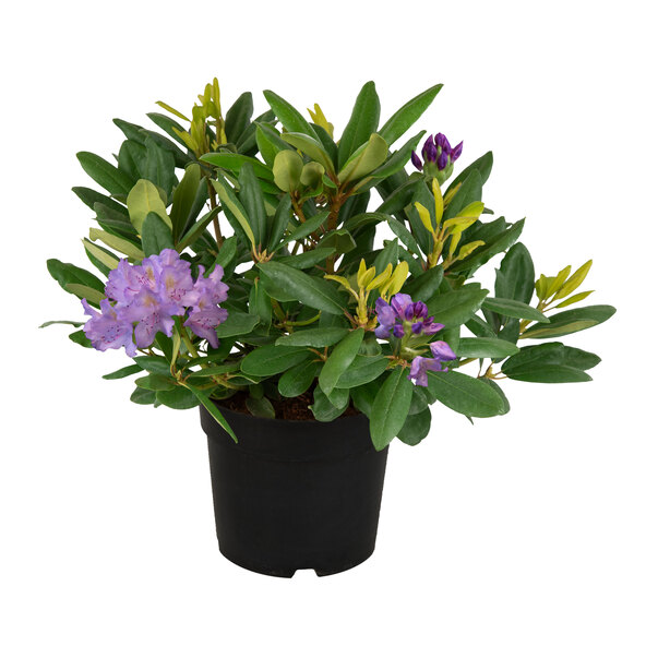 Hybrid rhododendron, lilac