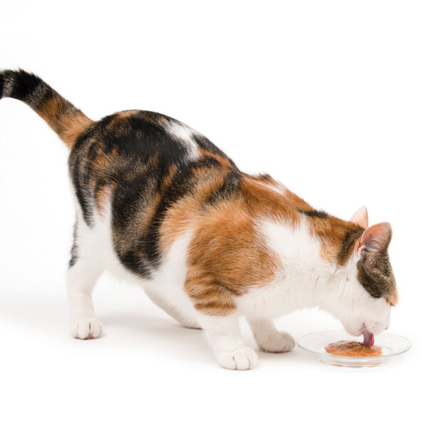 Romige kippensnack voor katten, 50 stuks