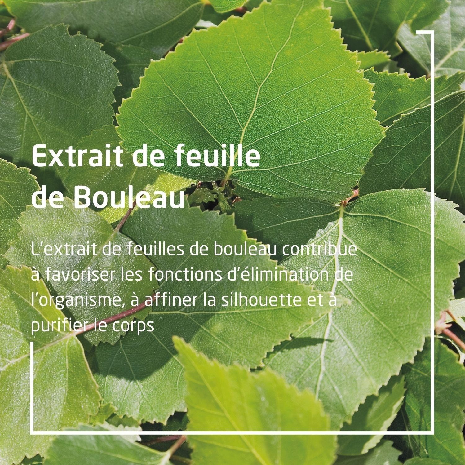 Weleda Bouleau Huile de Massage Minceur - 100 ml (flacon pompe)