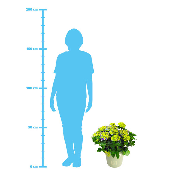 Ορτανσία Bigleaf King Size Blue