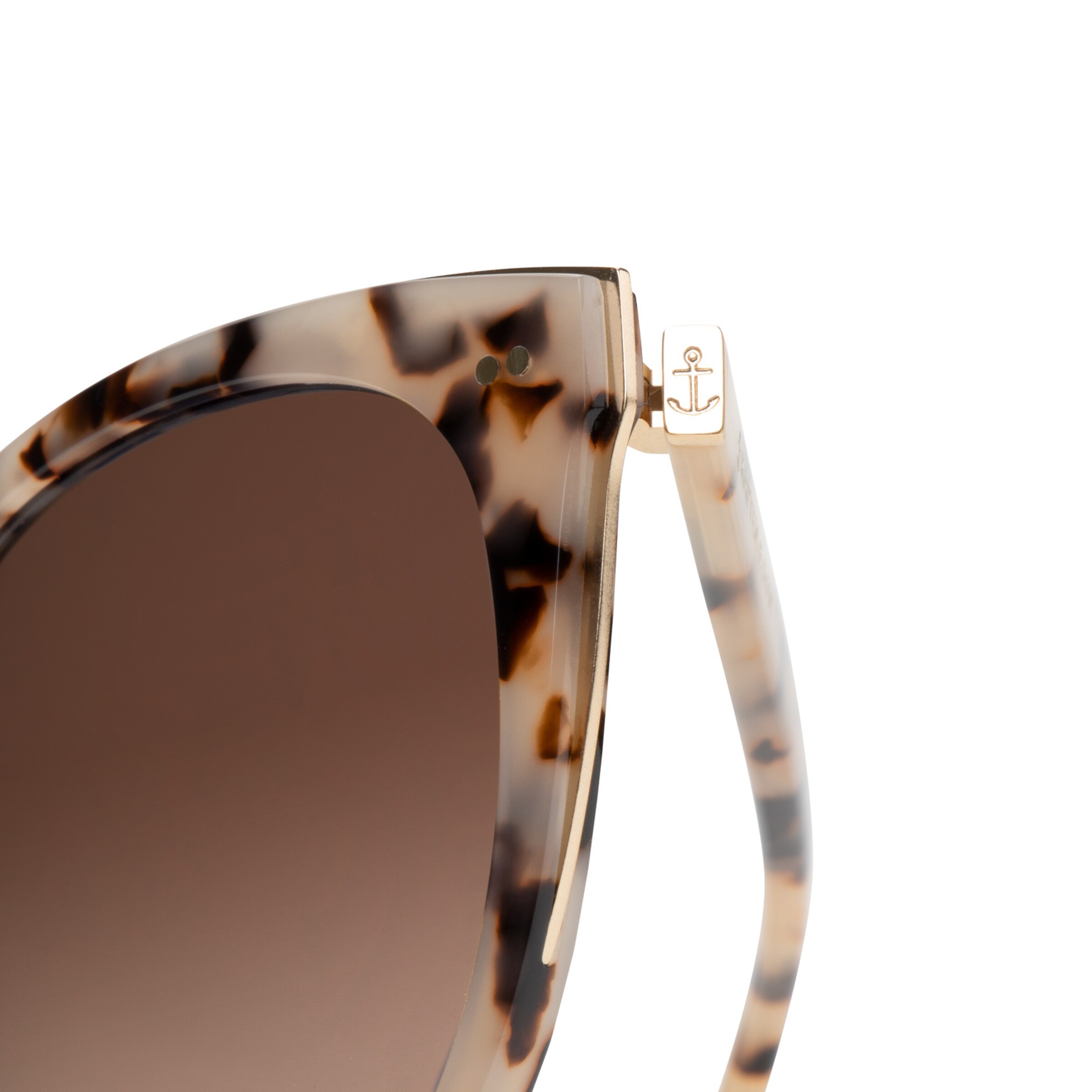 Tortue des sables de Manhattan brune