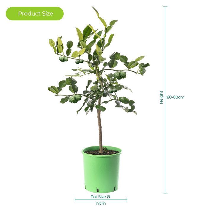 Gran árbol de lima kaffir, cultiva tu propia fruta en casa, tanto en interiores como en exteriores.