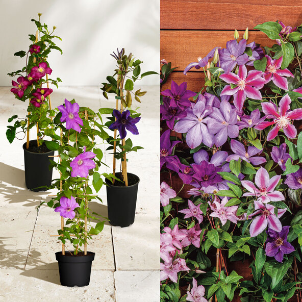 Clematis Waldrebe, set de 3