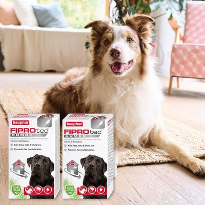 beaphar FIPROtec® COMBO Loppe- og flåttmiddel for hunder - L (20-40 kg)