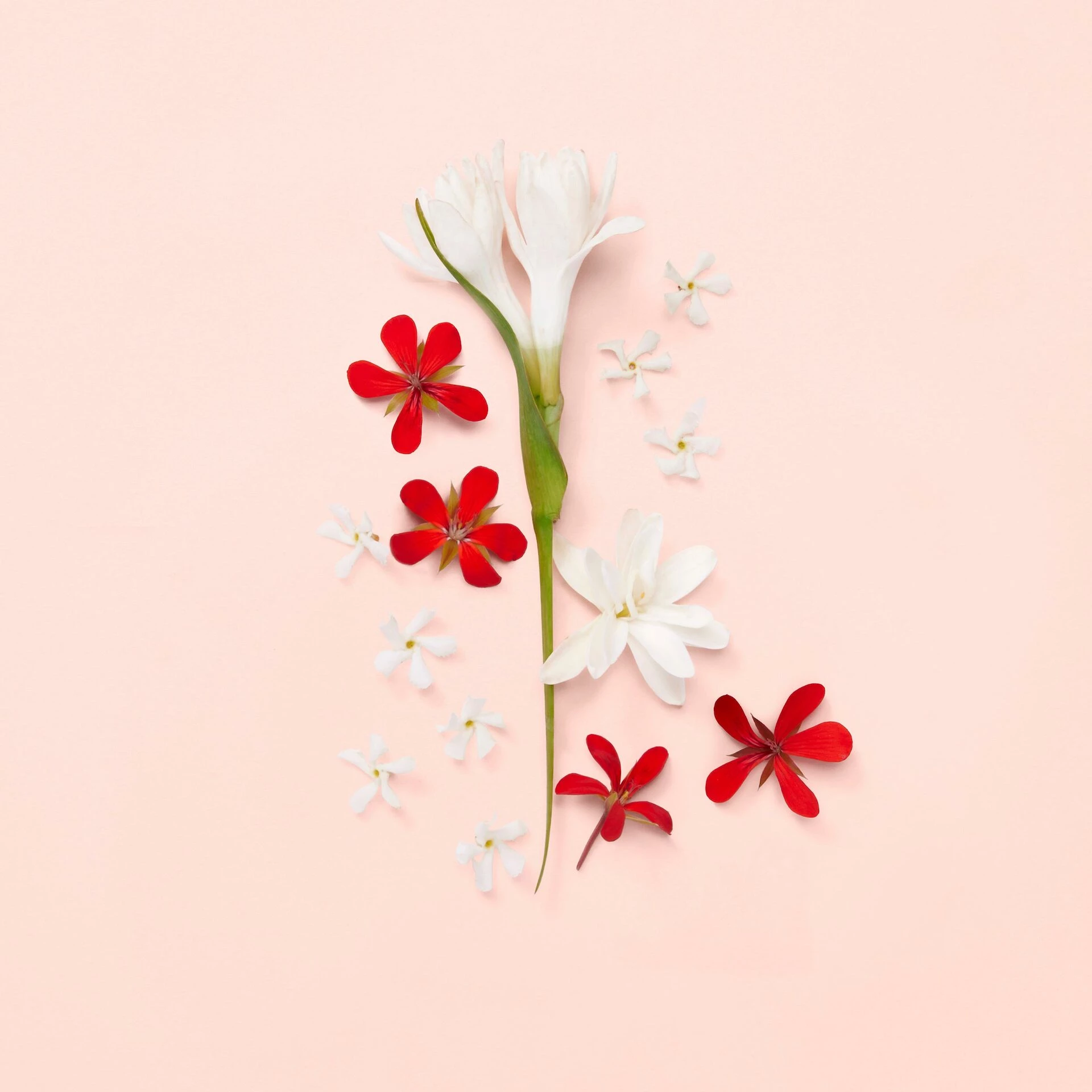 Gucci Bloom toaletna voda 50 ml - Gucci