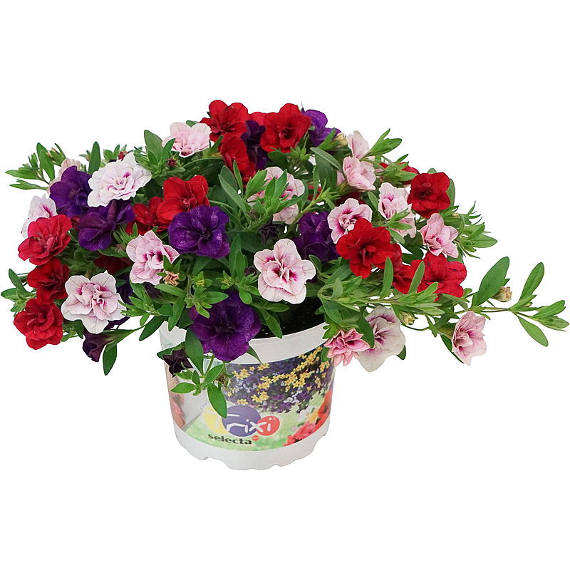 Piccola petunia P12 Calibrachoa