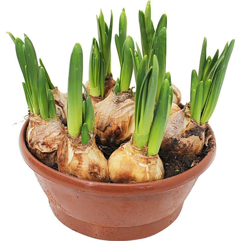 Coupe à jonquilles 16 cm