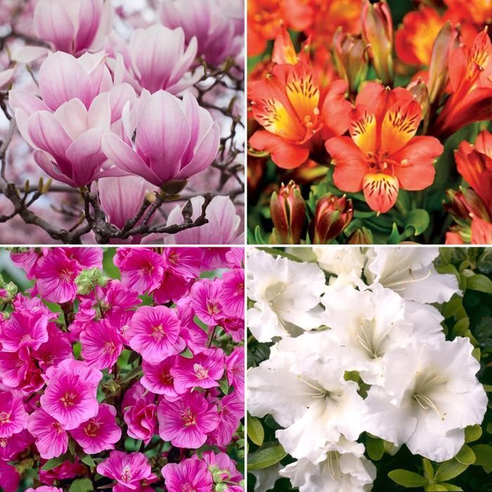 5-Plant Garden Mix - Certified High-Quality Plants