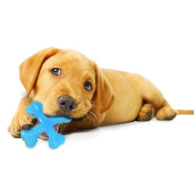 Nylabone Puppy X Bone Kauspielzeug
