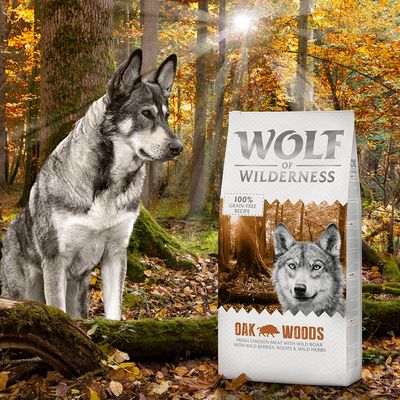 Wolf der Wildnis, ausgewachsen, 
