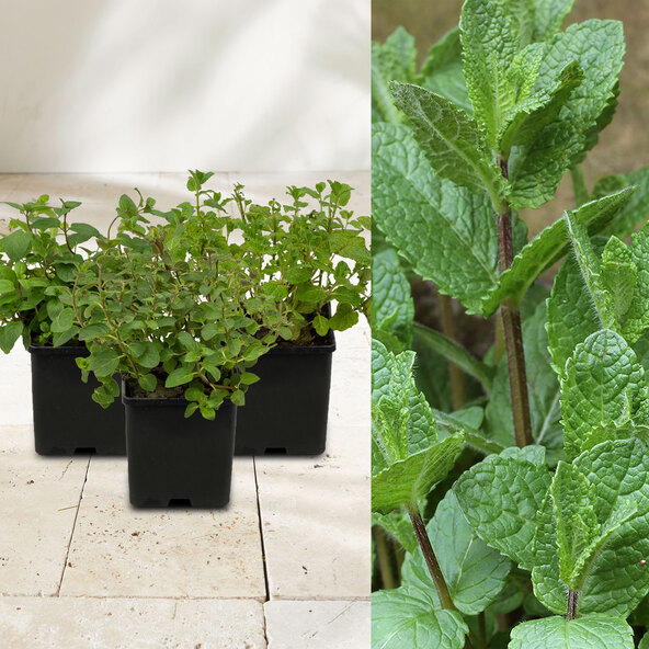 Gartenminzen-Trio Club Cuba-Mentha
