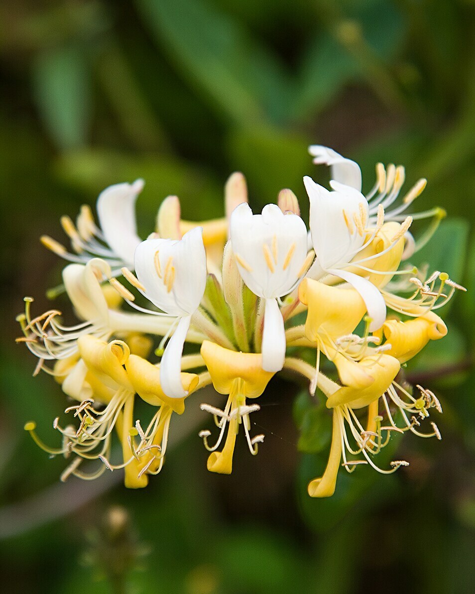 JO MALONE LONDON HONEYSUCKLE & DAVANA KOLONADAS