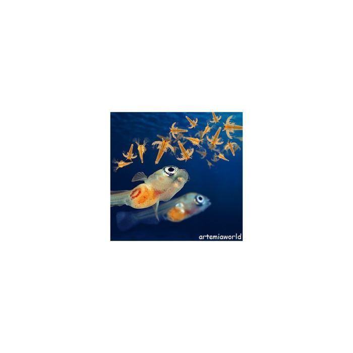 Alimento para artemia - ARTEMIOFLUID - 50 ml - Alimento líquido - Fitoplancton rico en nutrientes