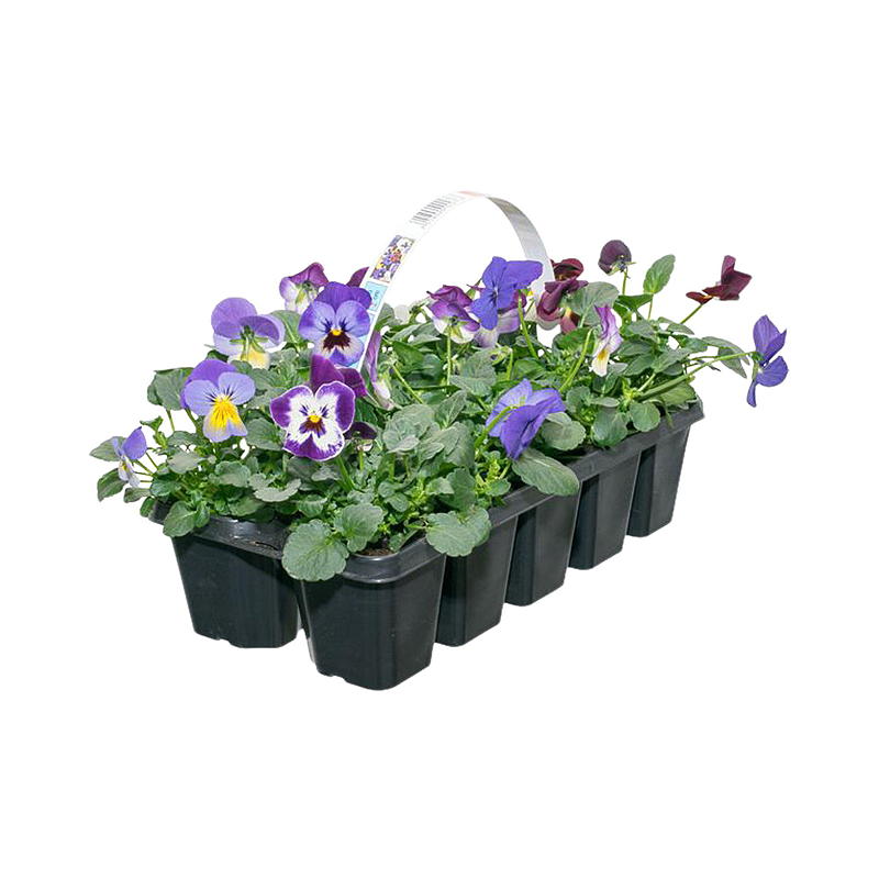 Stemor 10-pakning Mix, Viola cornuta