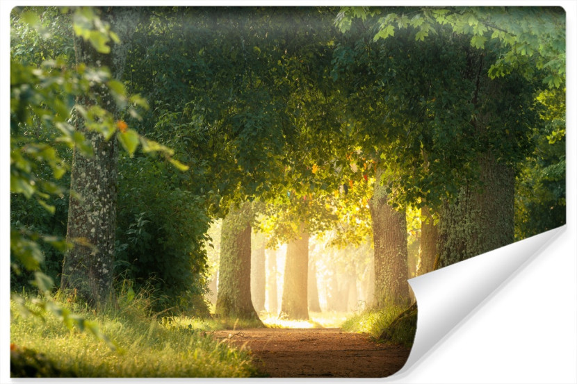 Fototapeta Ozdobna Park Słońce LAS Ścieżka 90x60cm