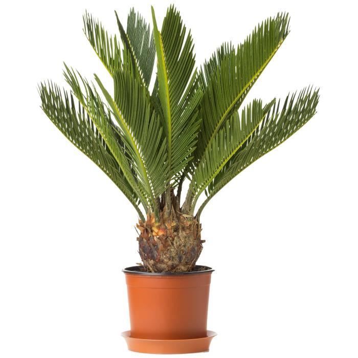 Vaste Cycas Revoluta - Sagopalm | Plant voor thuis of op kantoor (30 tot 40 cm inclusief pot)