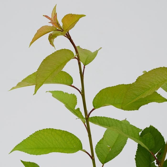 Árvore frutífera - SCHRAMAS - Cerejeira Burlat - Floração na primavera - Frutos vermelhos suculentos - Pleno sol
