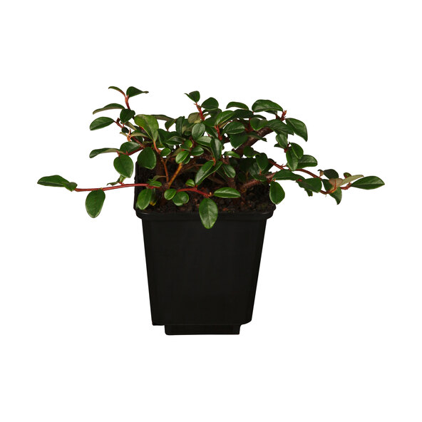 Cotoneaster, conjunto de 9