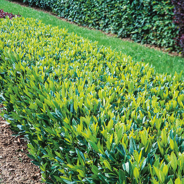 Kirschlorbeer Angustifolia, set 3