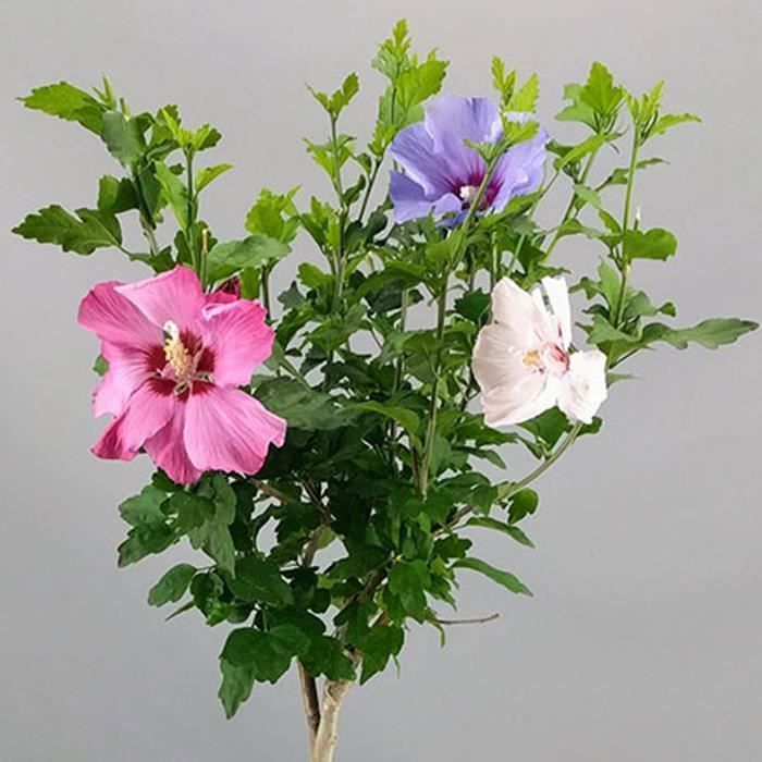 Driekleurige hibiscus | Bladverliezende sierstruik in een pot voor kleine tuinen