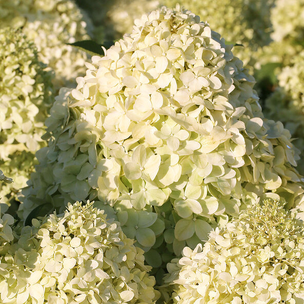 Hortensia Starlight, set van 6