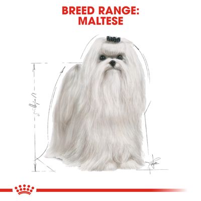 Royal Canin Maltés Adulto