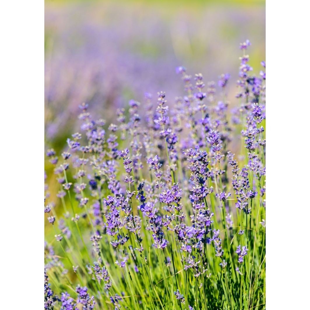 Parfum d'ambiance et spray purifiant Weleda Relax - 50 ml