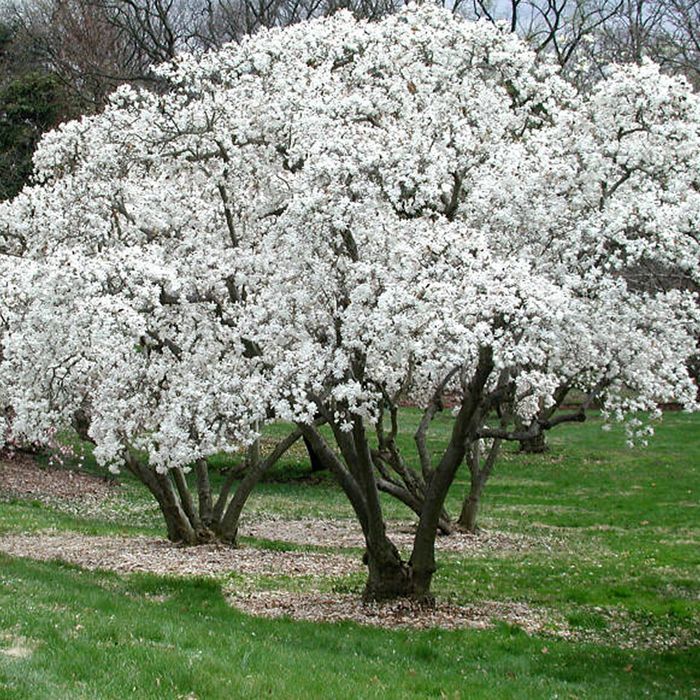 1 X MAGNOLIA STELLATA, ARBUSTO CADUCIFOLIO RESISTENTE, PLANTA DE JARDÍN EN MACETA.