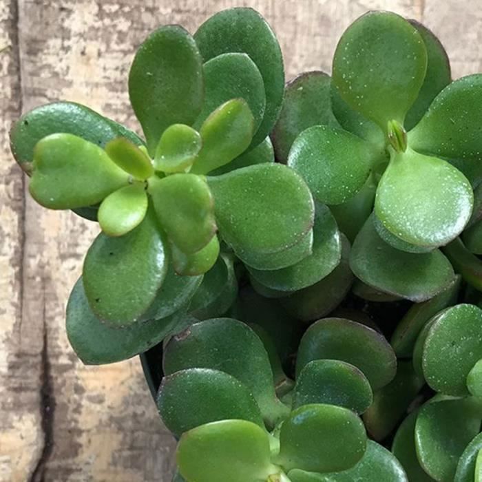 Jade Plant - Crassula Ovata - 1 Ornamental Indoor Plant for Home or Office