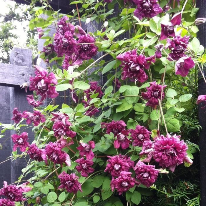 Clematis 
