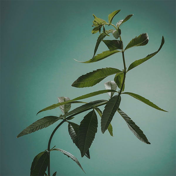 Verbena | 120 ml