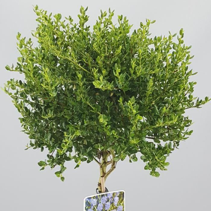 Ceanothus Victoria, Lilás Selvagem da Califórnia em vaso para jardins pequenos.
