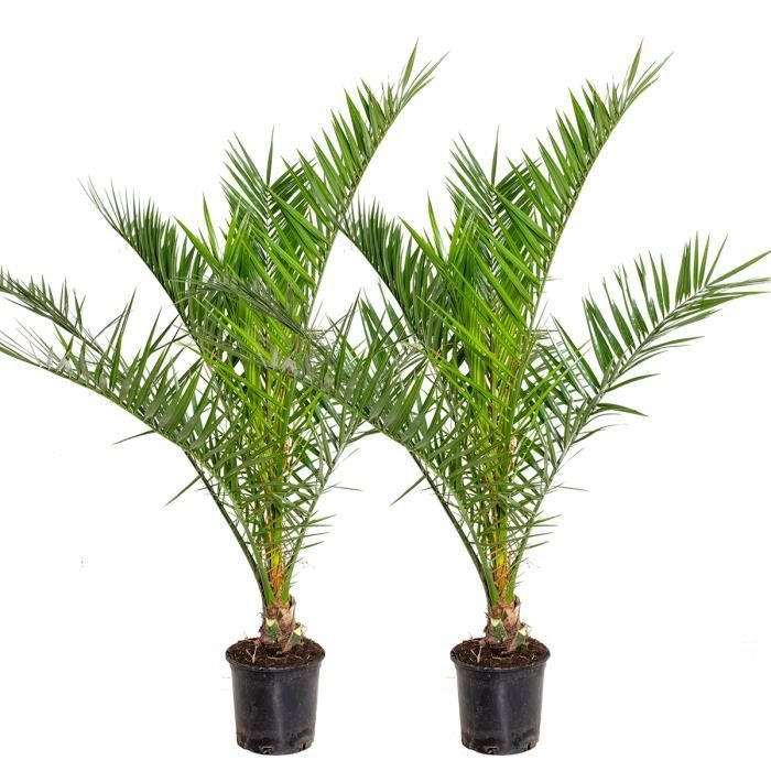 Juego de 2 palmeras datileras de las Islas Canarias (Phoenix canariensis) - BLOOMIQUE - Resistentes - Diámetro 19 cm - Altura 80-100 cm