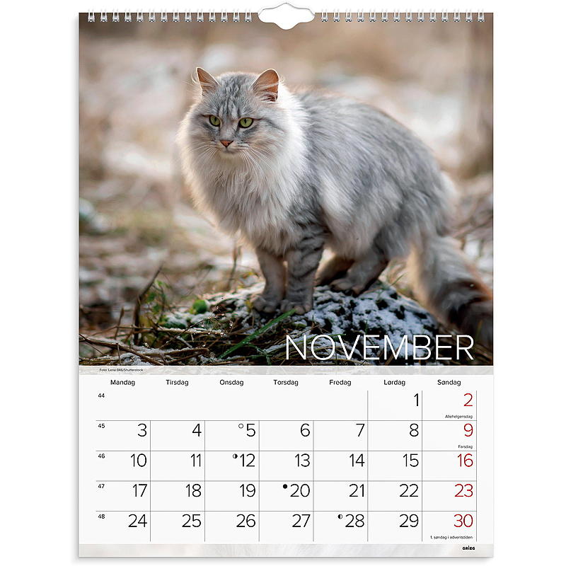 Väggkalender katter 2025