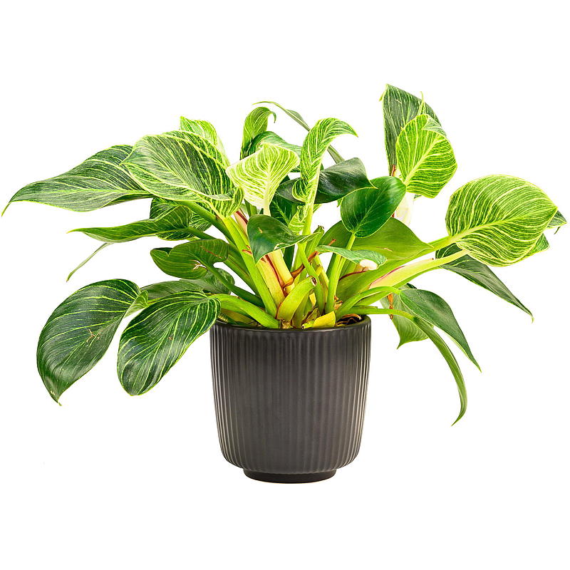 Blumentopf für Zuhause, ø 18 cm, Keramik, Nut