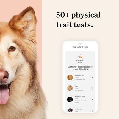 Wisdom Panel™ Premium DNA-test til hunde