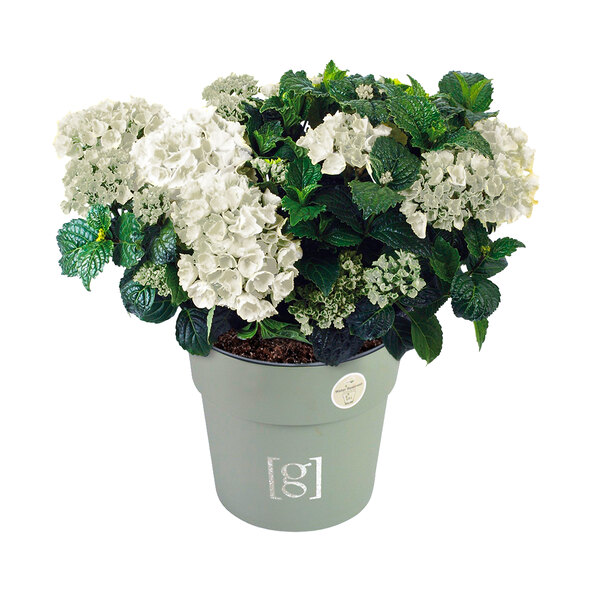 Hortensie King Size Albă
