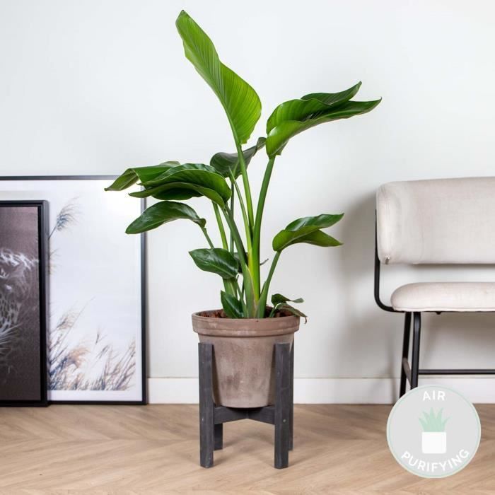 Strelitzia 'Nicolai' - Ave del Paraíso - Purificador de aire - 19 cm de diámetro - 80-90 cm de altura